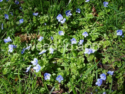 speedwell, Persian